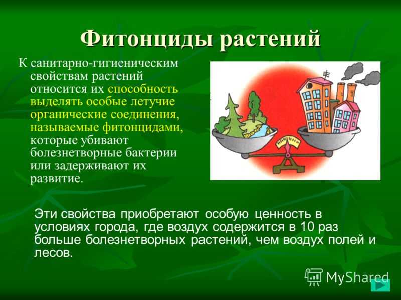 Что такое фитанциды: лук, чеснок и прогулки по лесу против вирусов