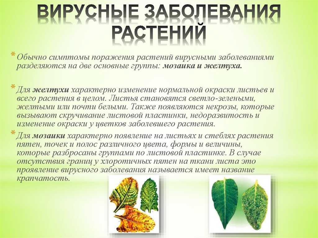 Боле́зни расте́ний