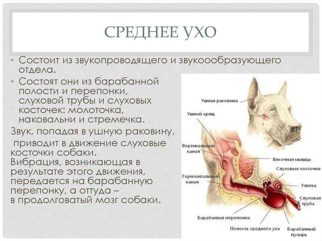 Отит наружного уха у собак: причины и лечение