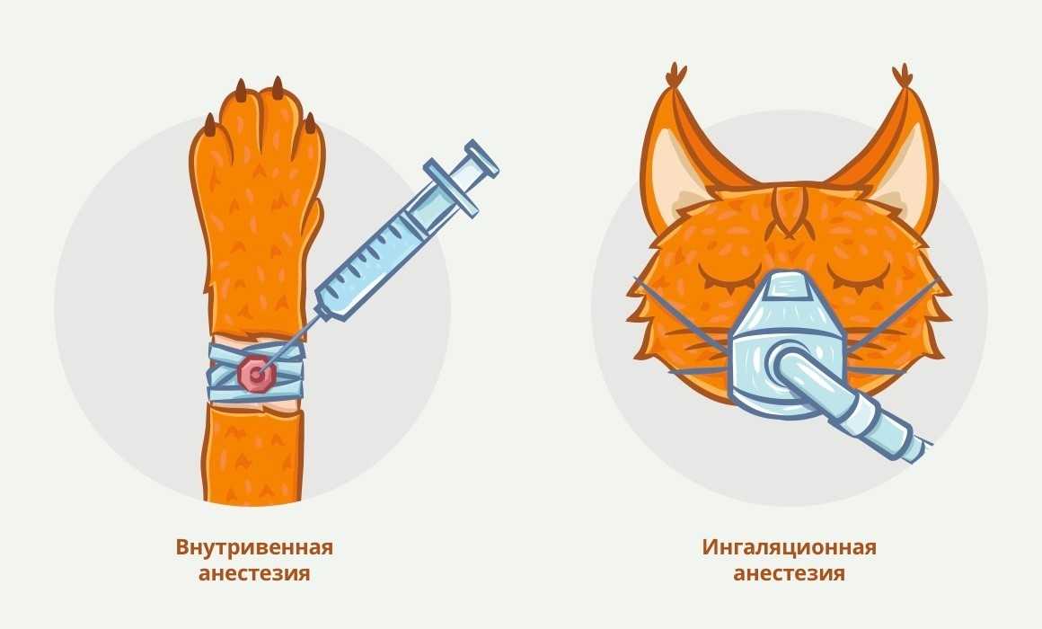 Ветеринарная анестезия - википедия
