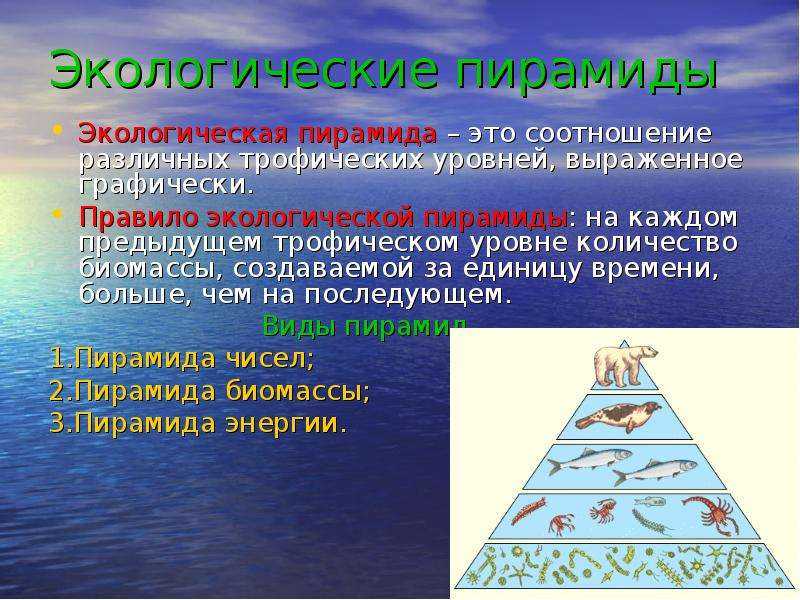 Систематика и классификация животных. - bio-lessons