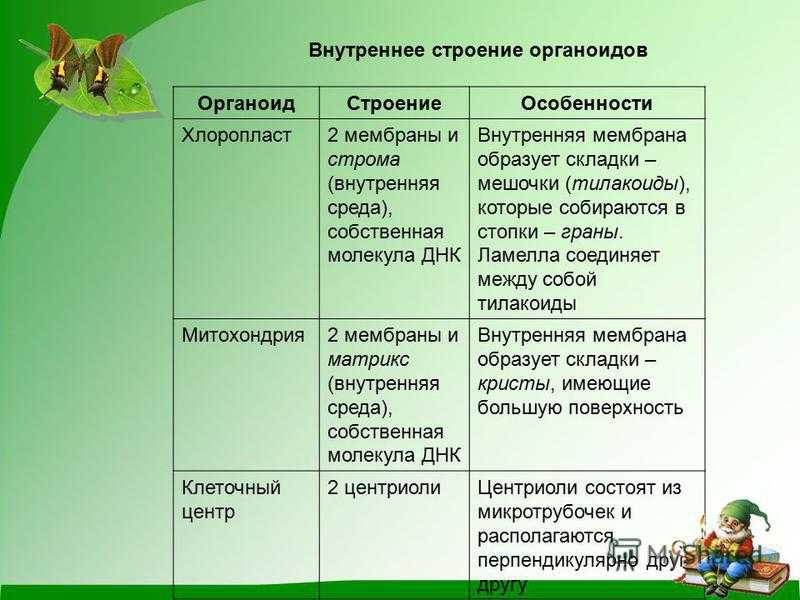 Хлоропласты - особенности строения, функции и роль в фотосинтезе