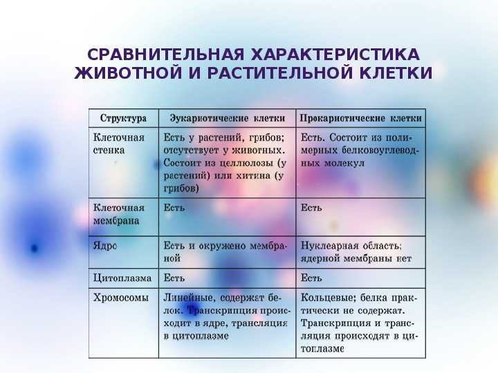 Различия и сходства растительной и животной клетки