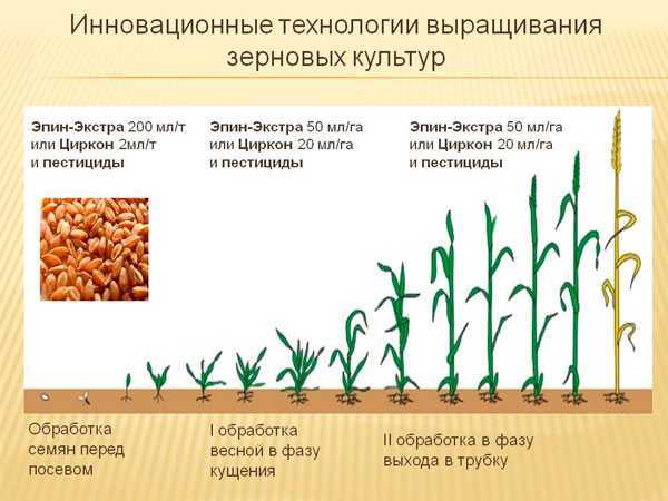 Биологизация технологии возделывания яровой пшеницы и производство экологически безопасного зерна