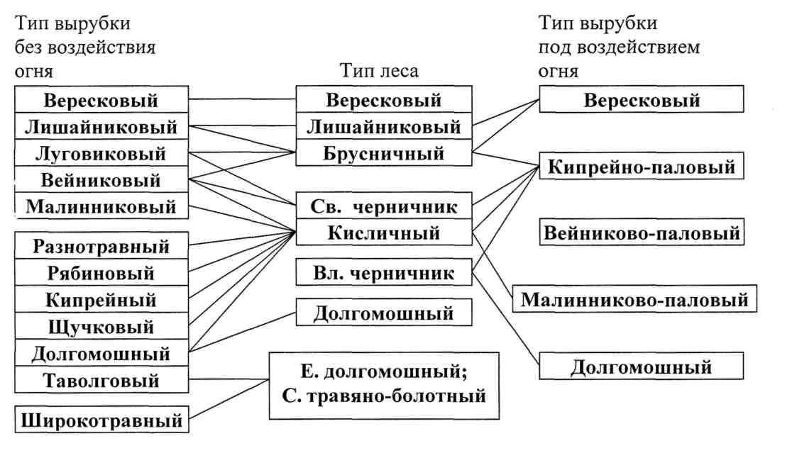 Тип леса