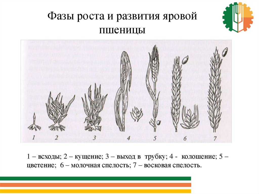 Этапы роста зерновых - frwiki.wiki