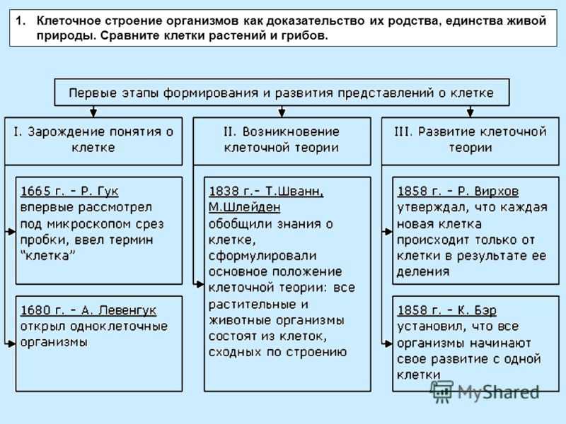 История развития представления о строении клетки