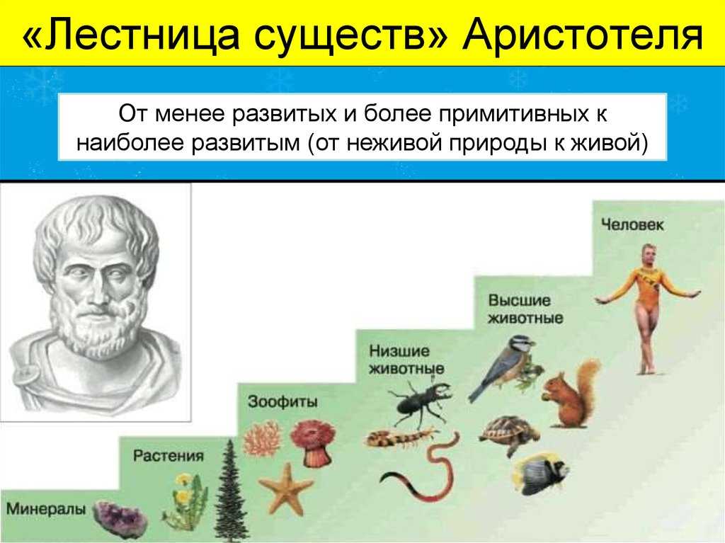 Философия аристотеля: кратко и понятно