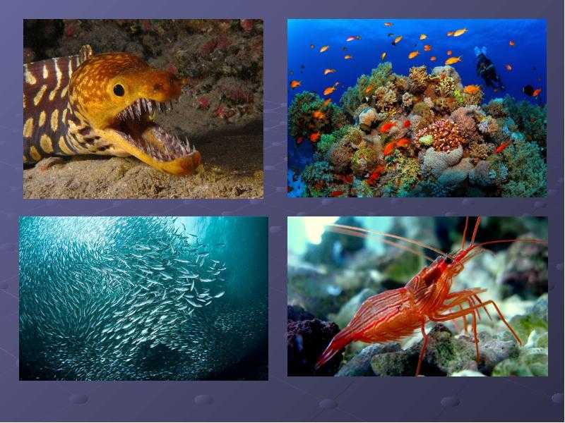 Морская фауна