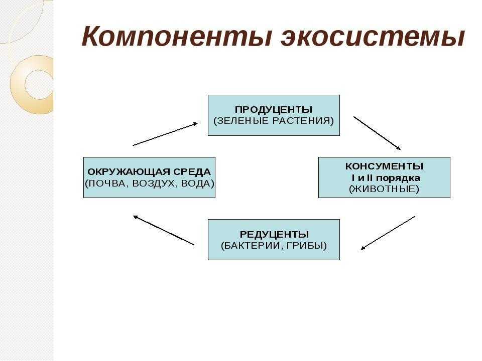 Характеристики пресноводных экосистем, флора, фауна / биология | thpanorama - сделайте себя лучше уже сегодня!