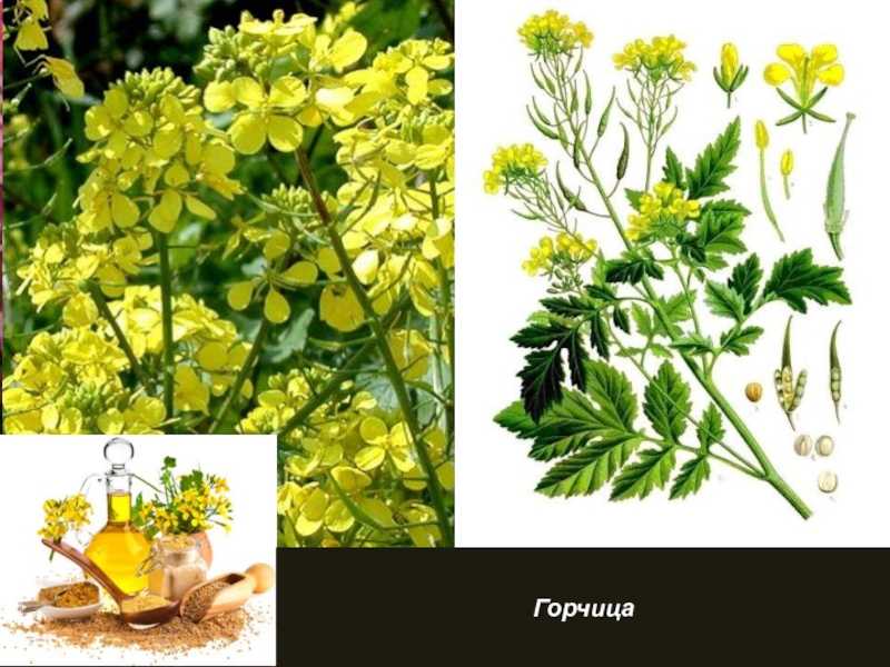 Растения пензенской области: горчица полевая