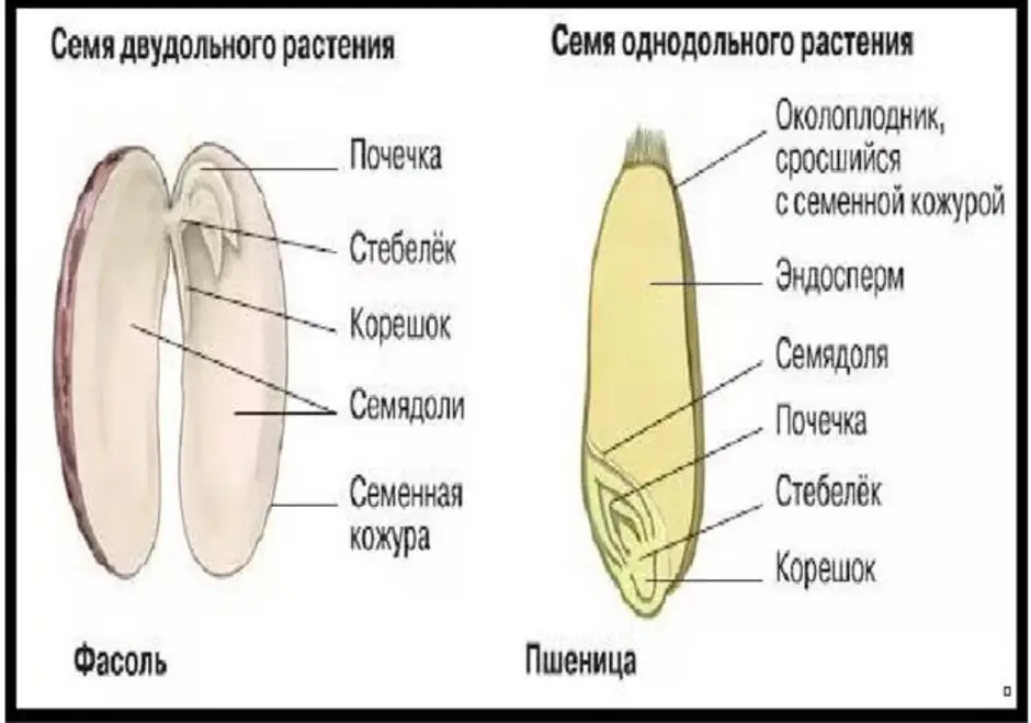 Строение двудольных. Продольный разрез семени двудольных и однодольных растений. Составные части семени однодольного растения. Семя однодольного растения пшеница. Строение семени миндаля.