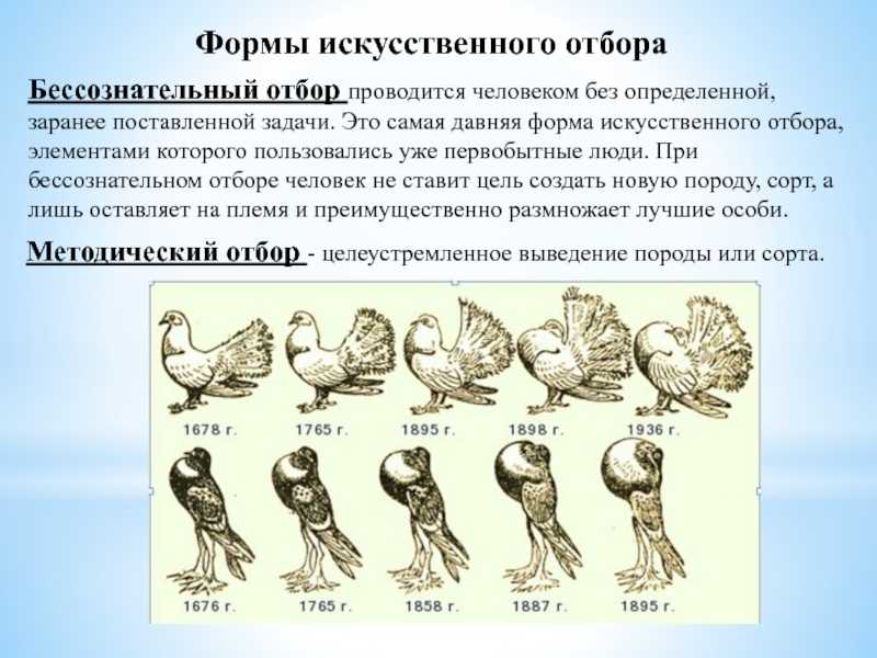 В чем методический отбор отличается от бессознательного?
                            266