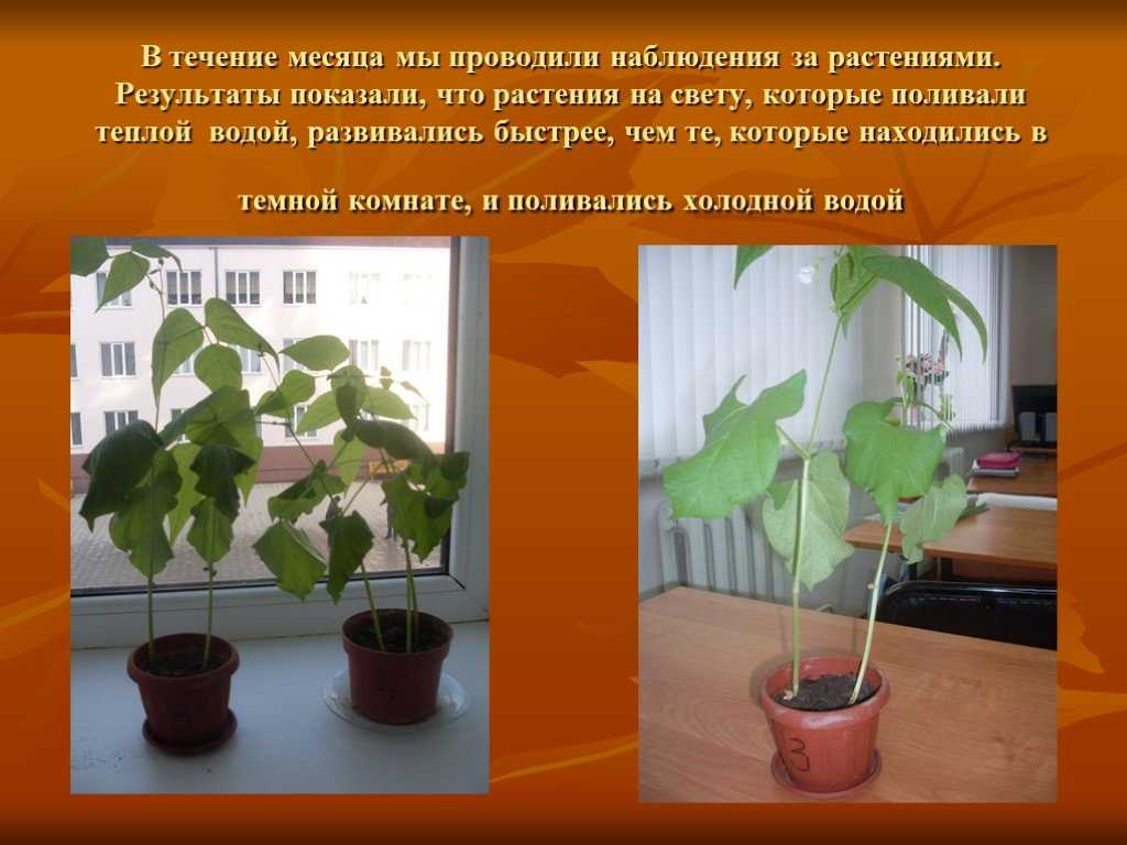 Роль температуры в жизни растений