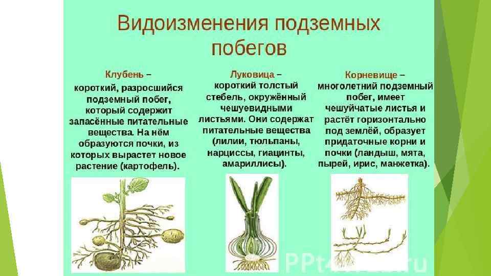 Луковица репчатого лука в разрезе
