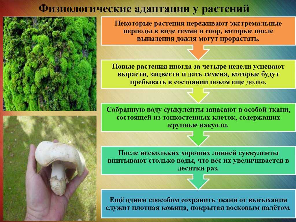 Побег растения