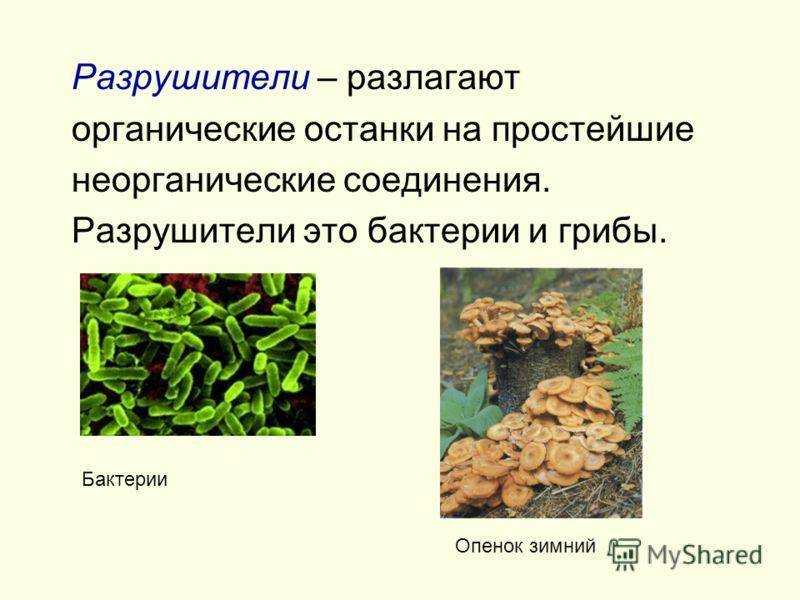 Дереворазрушающие грибы — ксилотрофы