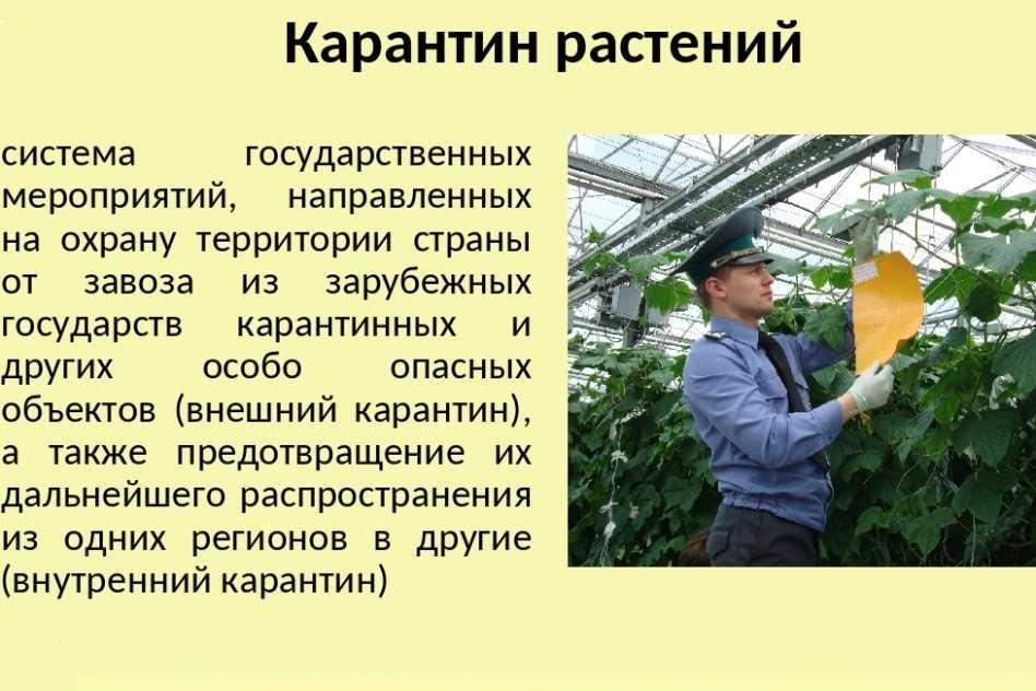 Cубтропические плоды (стр. 3 из 5)