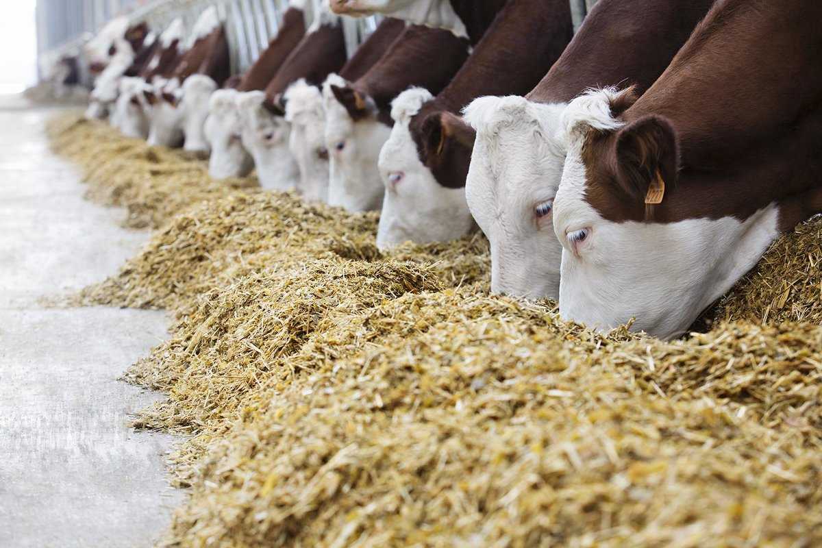 Инновационные технологии в кормопроизводстве для молочного животноводства