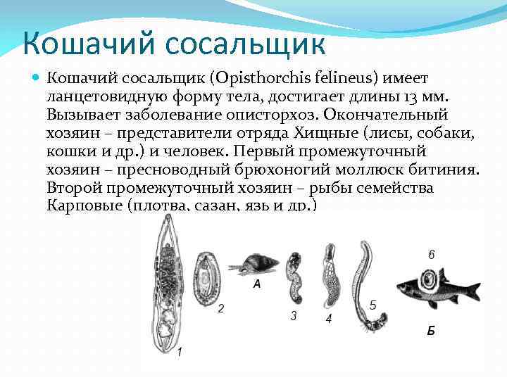 Круглые черви – представители классов