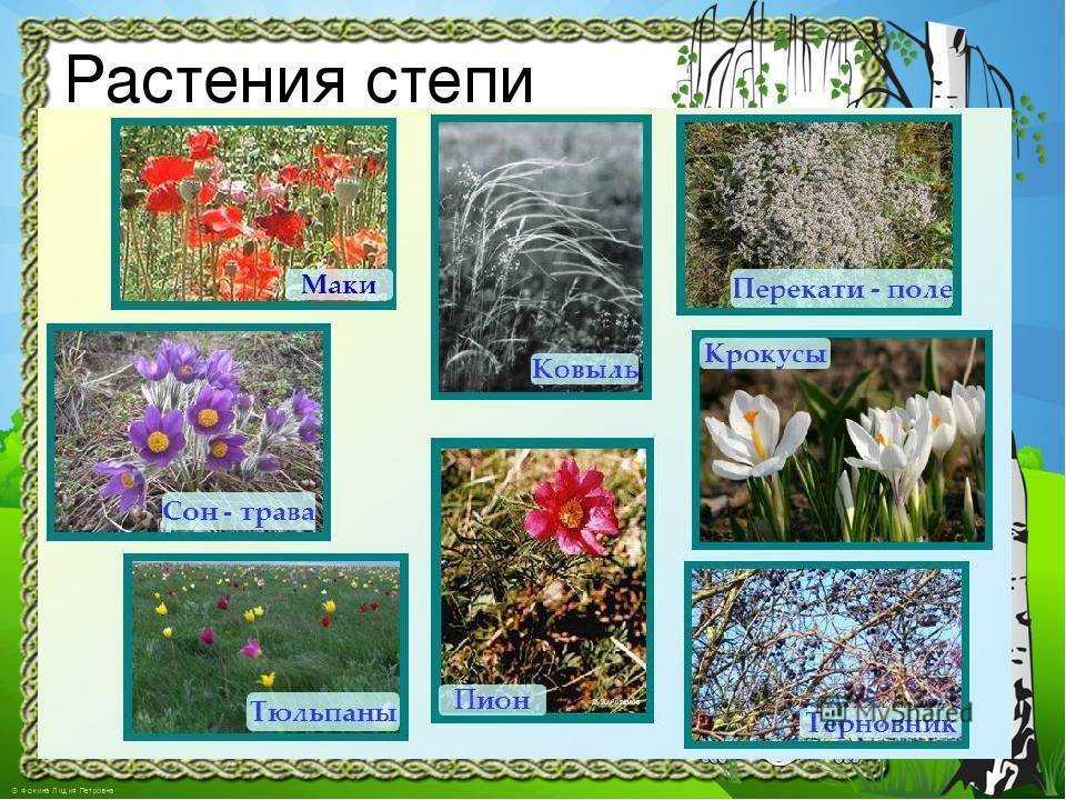 Флора | заповедник хакасский