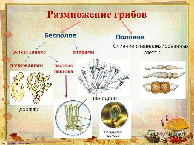 Грибы • большая российская энциклопедия - электронная версия