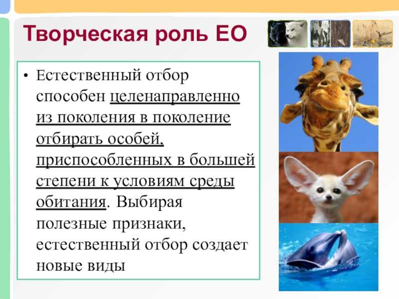 Презентация, доклад по биологии на тему естественный отбор. формы отбора. творческая роль естественного отбора (11 класс)
