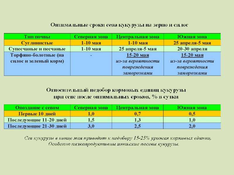 Урожайность кукурузы с 1 га: сколько тонн культуры сахарных сортов можно собрать с гектара и сотки и какие средние показатели сбора зерна в краснодарском крае?