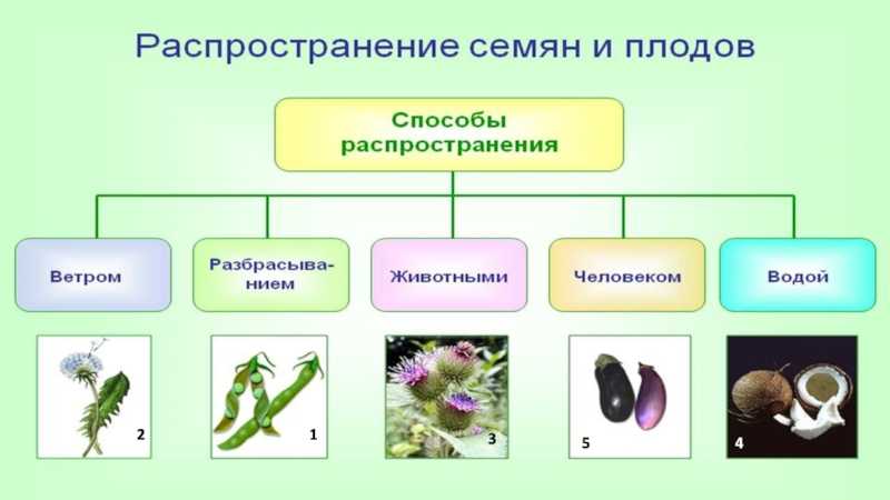 Плоды цветковых растений. морфология и классификация плодов : farmf | литература для фармацевтов