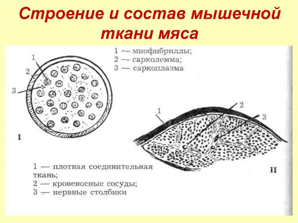 Товароведение однородных групп продовольственных товаров: тема 1. мясо убойных животных