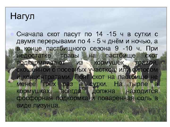 Способы содержания крупного рогатого скота
