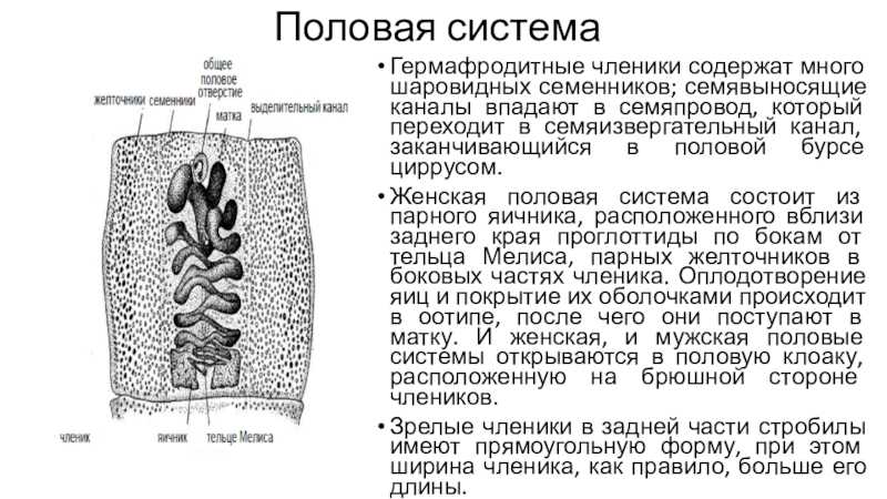 Цестодозы (цестоды) животных