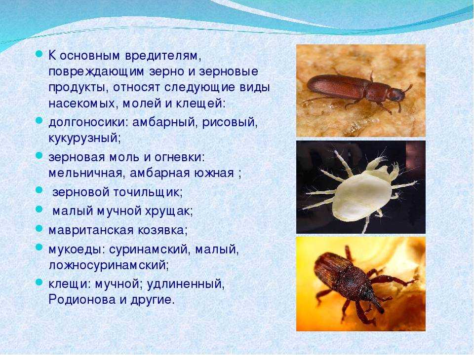 Мучной клещ зерновой вредитель: методы борьбы и меры профилактики