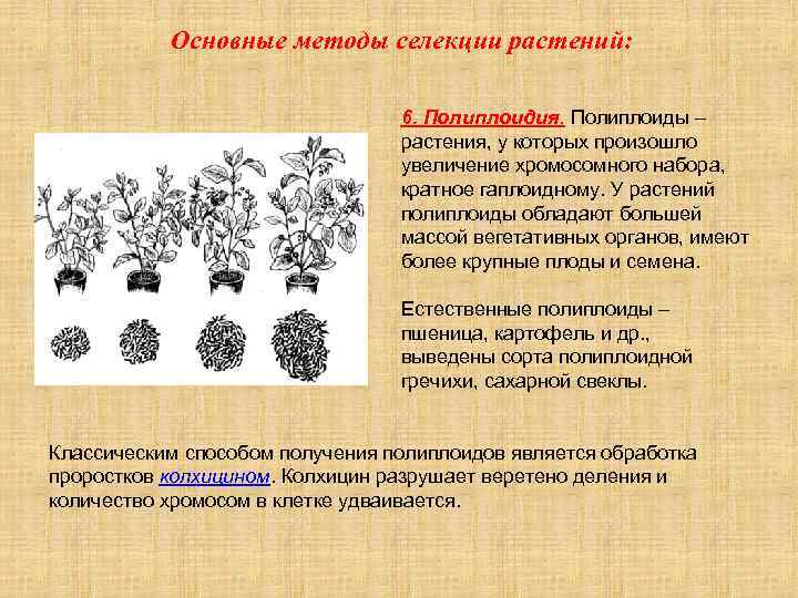 Приведите примеры полиплоидных культурных растений кратко
