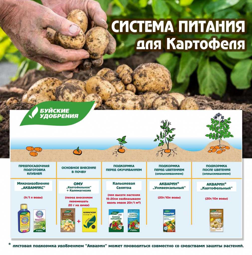 Внекорневая подкормка картофеля: нормы, рецепты