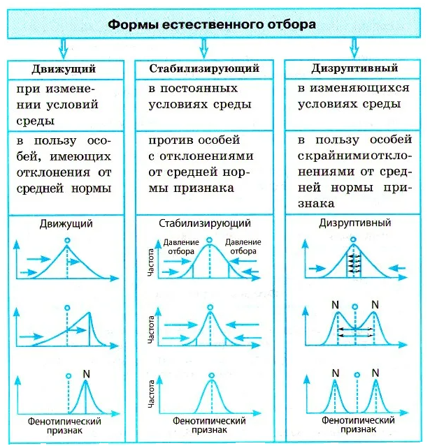 Естественный отбор - основные формы, примеры, результаты