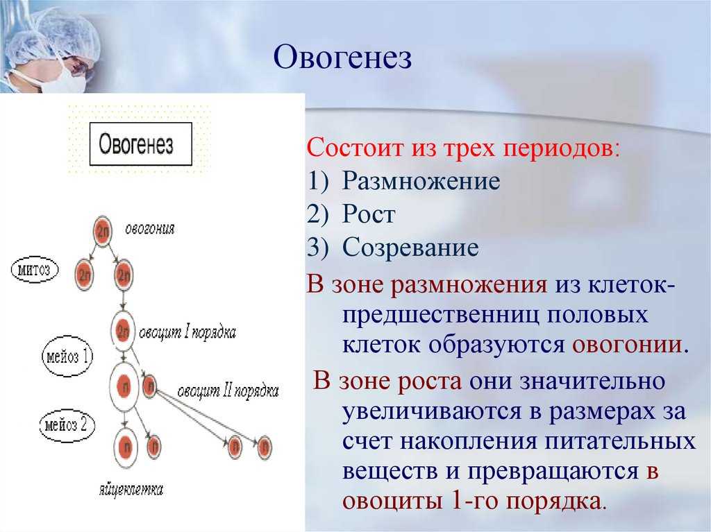 Размножение - биология конспект лекций - золотые страницы 2003