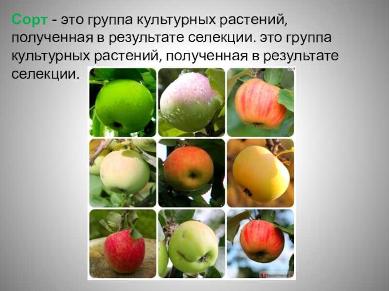 Понятие о сорте и породе