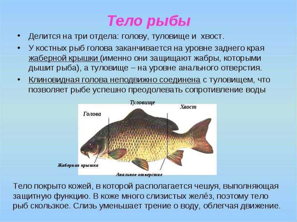 Анисимова и.м., лавровский в.в. ихтиология. строение и некоторые физиологические особенности рыб. форма тела. способы движения - электронная биологическая библиотека