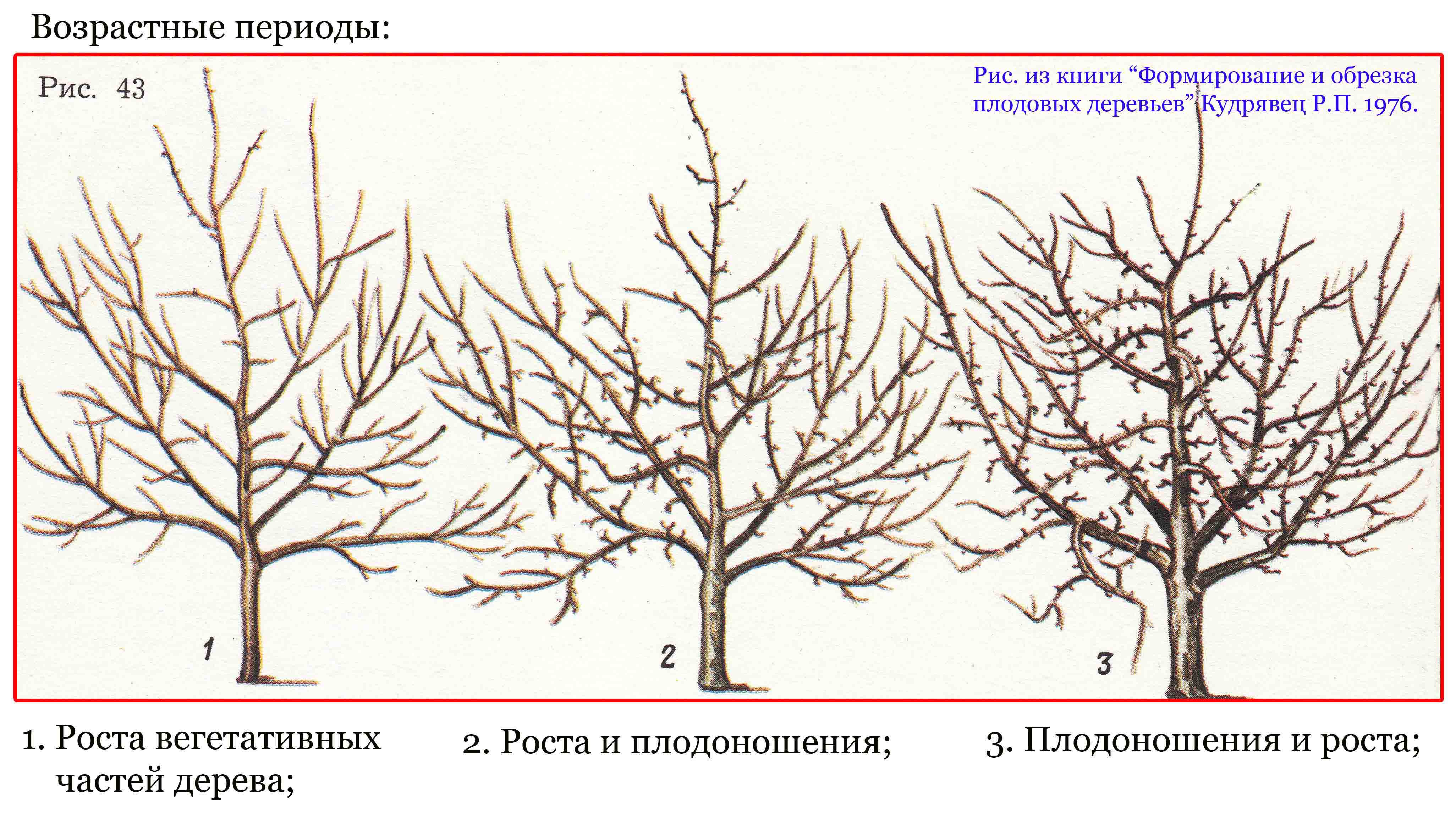 Не обрезайте деревья – 6 альтернатив обрезке плодовых