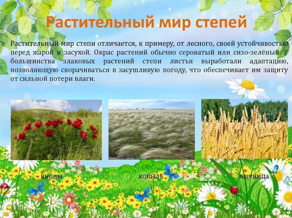 Какие растения растут в степной зоне — названия, фото и характеристика