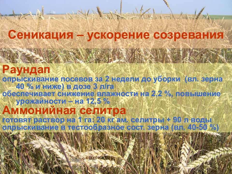 Особенности яровой пшеницы
