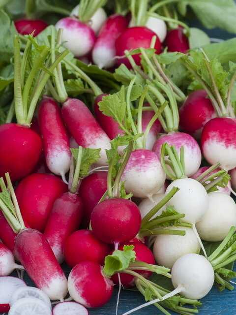 Редька - radish - dev.abcdef.wiki