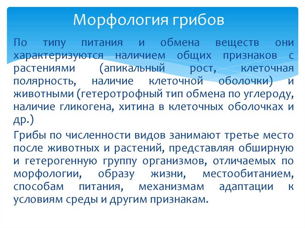 Презентация на тему микроскопические грибы