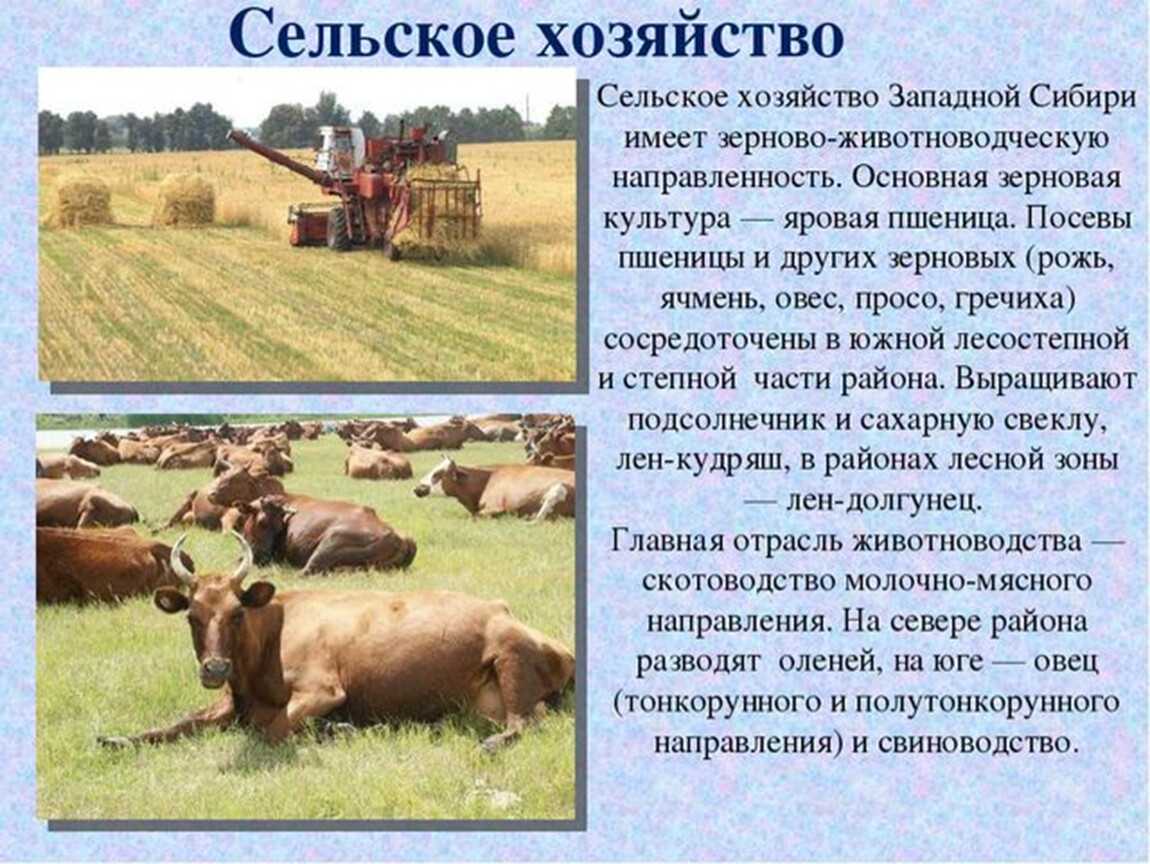 Пойменные тополевники кубани и ведение хозяйства в них (стр. 1 ) | контент-платформа pandia.ru