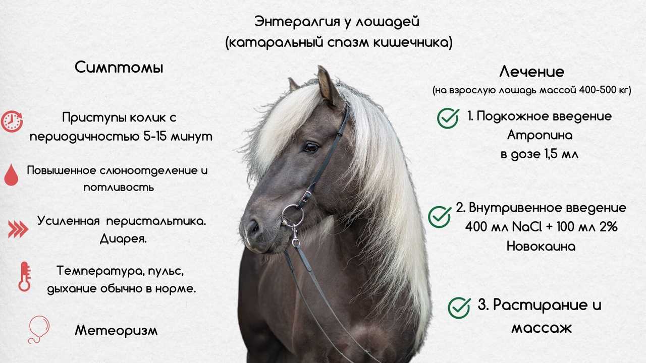 Опять за старое, или все мы лошади в душе