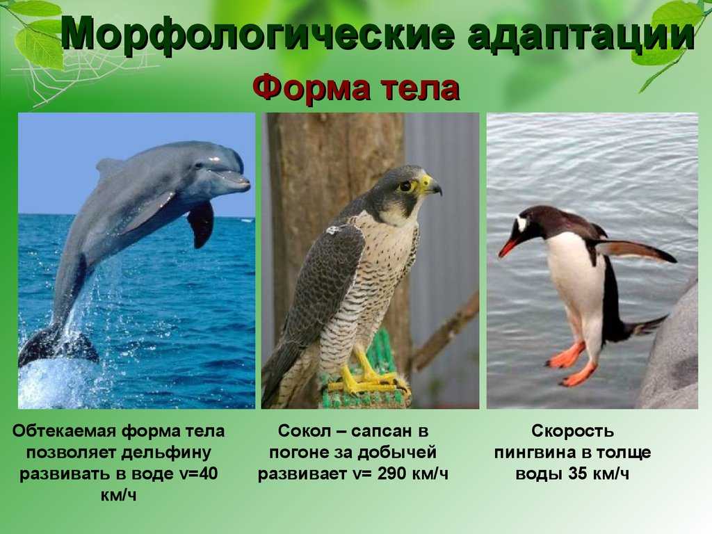 Адаптации организмов к условиям обитания