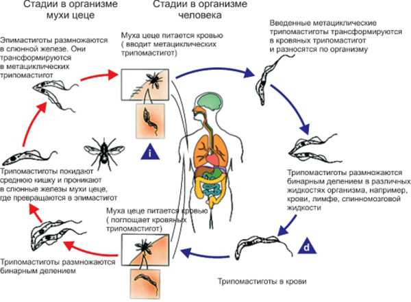 Сахаромицеты