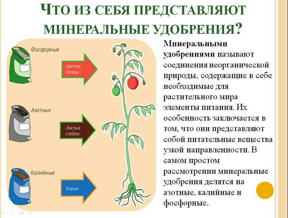 Чем подкормить рассаду овощей и цветов - всё о подкормках+видео!