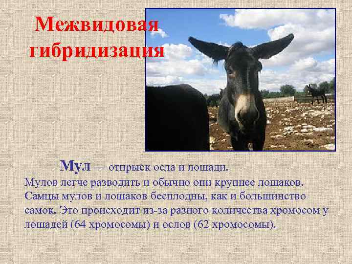 Популяционные и генетические механизмы межвидовой гибридизации млекопитающих (на примере рода spermophilus)